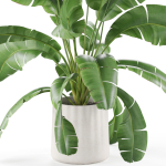 Plants collection 954