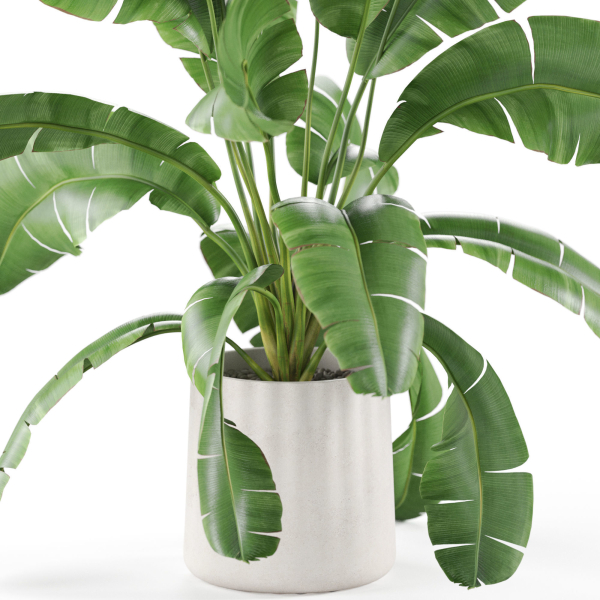 Plants collection 954