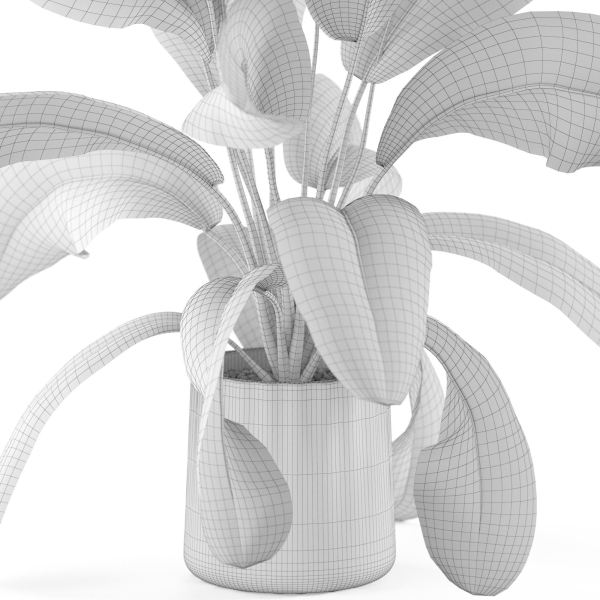 Plants collection 954