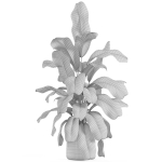 Plants collection 955