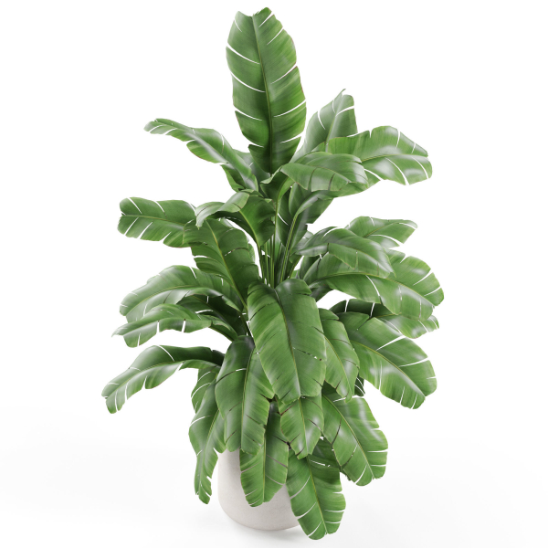 Plants collection 955