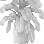 Plants collection 955