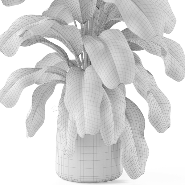 Plants collection 955