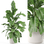 Plants collection 955