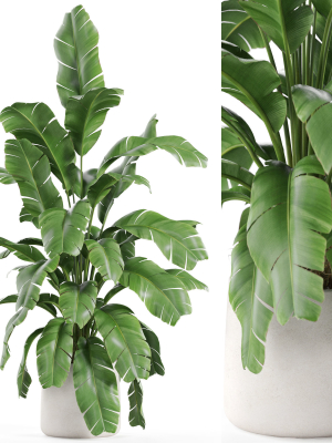 Plants collection 955