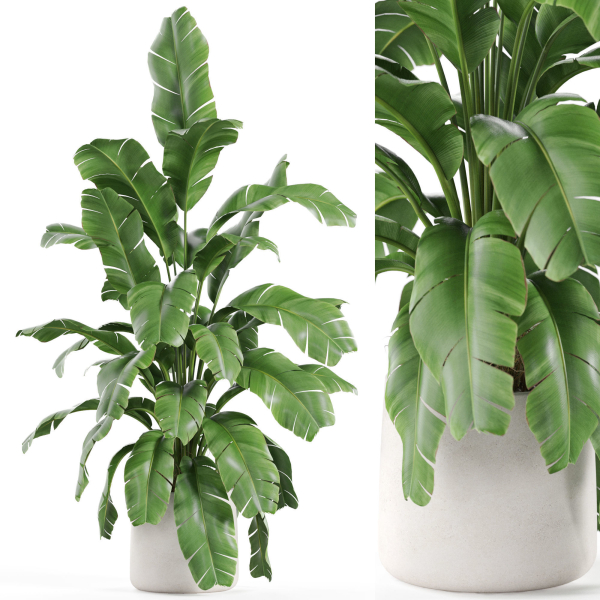 Plants collection 955