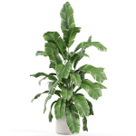 Plants collection 955