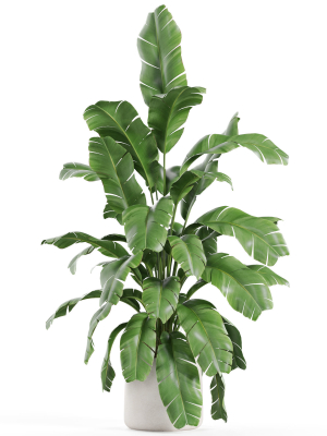 plants-collection-955-3d-model-af11972619