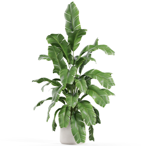 Plants collection 955