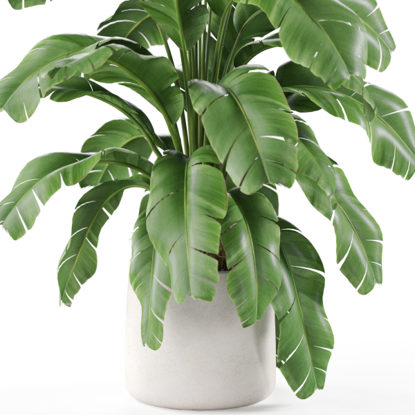Plants collection 955