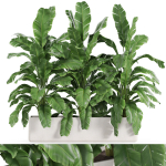 Plants collection 960
