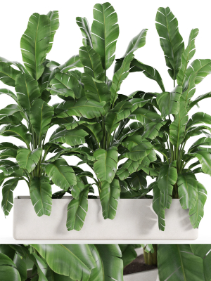 Plants collection 960