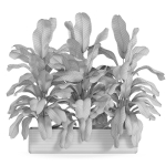 Plants collection 960