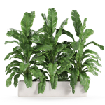 Plants collection 960