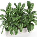 Plants collection 960