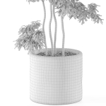 Plants collection 964