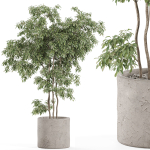 Plants collection 964