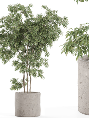 Plants collection 964