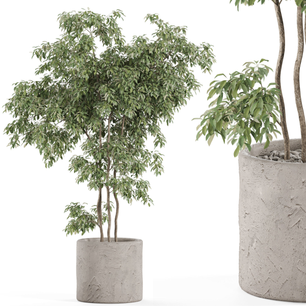 Plants collection 964