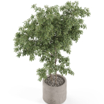 Plants collection 964