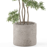 Plants collection 964