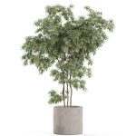 Plants collection 964