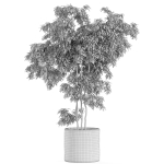 Plants collection 964