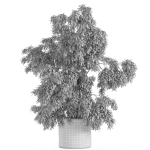 Plants collection 965
