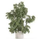 Plants collection 965