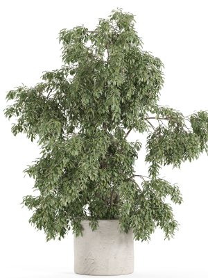 plants-collection-965-3d-model-49efc77677