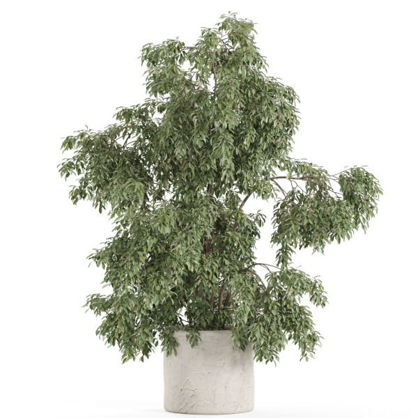 Plants collection 965
