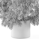 Plants collection 965