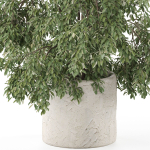 Plants collection 965