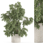 Plants collection 965