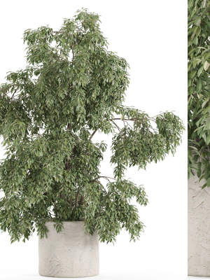 Plants collection 965