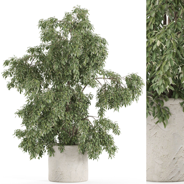 Plants collection 965
