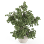 Plants collection 965