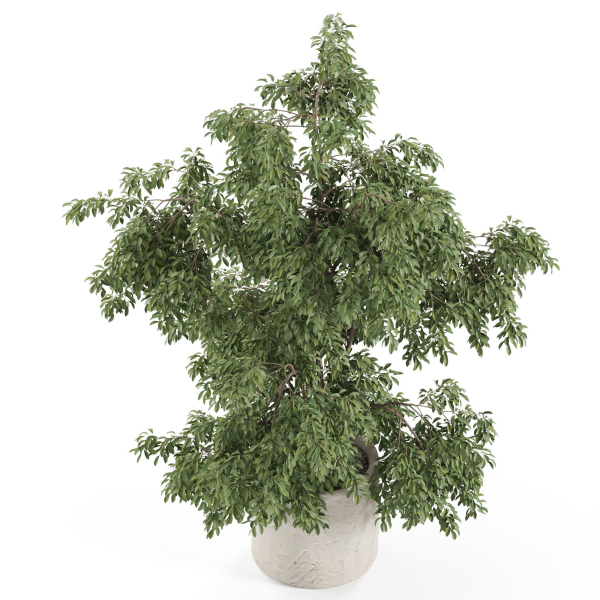 Plants collection 965