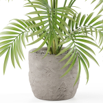 Plants collection 966