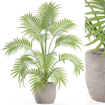 Plants collection 966