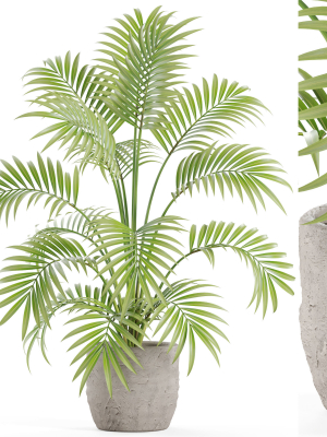 Plants collection 966