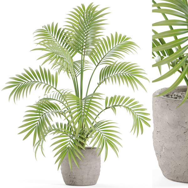 Plants collection 966