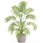 Plants collection 966