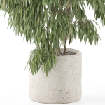 Plants collection 967