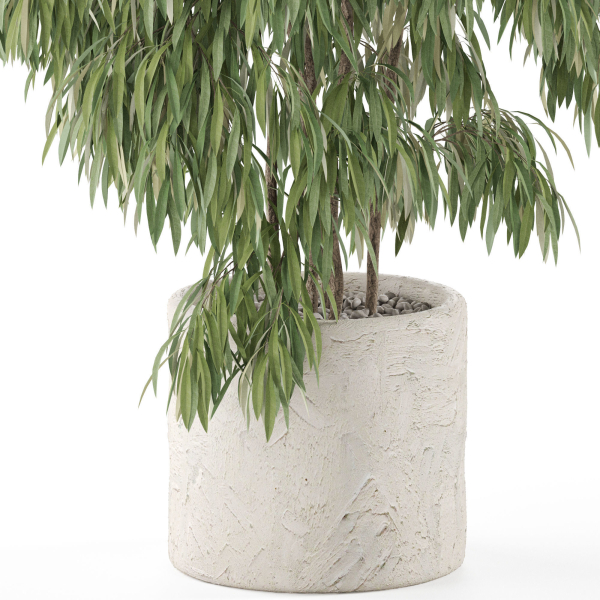 Plants collection 967