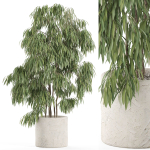 Plants collection 967
