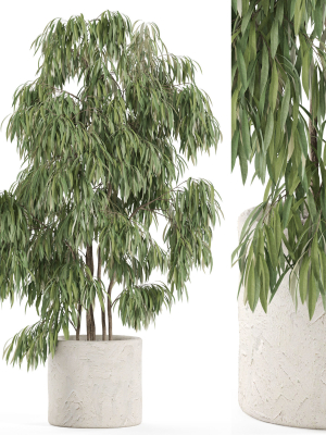 Plants collection 967