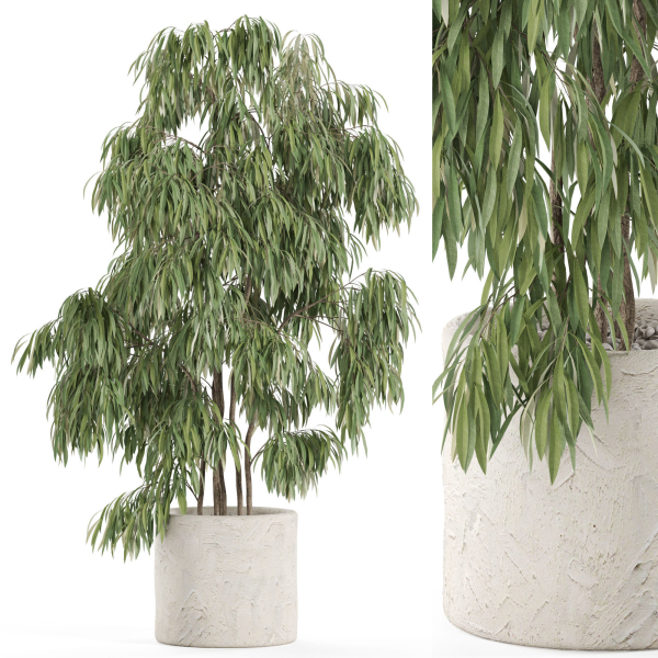 Plants collection 967
