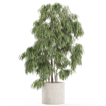Plants collection 967
