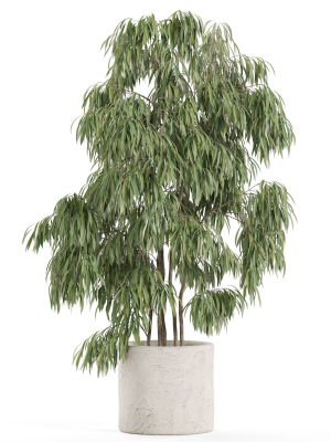 plants-collection-967-3d-model-8c2d88d061